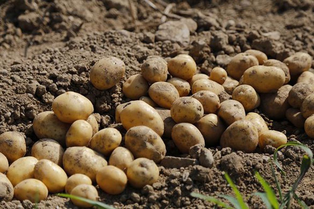 Các nhà khoa học Nga đạt thành tựu đột phá từ vỏ khoai tây