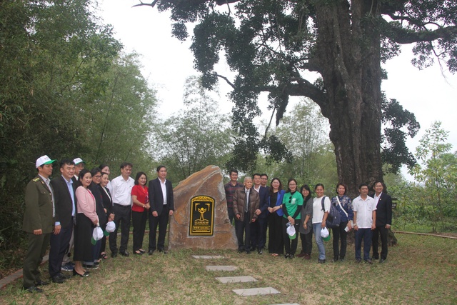 Cây rỏi mật hơn 500 tuổi ở Quảng Nam được công nhận “Cây di sản Việt Nam” - Ảnh 2. Cây rỏi mật hơn 500 tuổi ở Quảng Nam được công nhận “Cây di sản Việt Nam” - Ảnh 2.