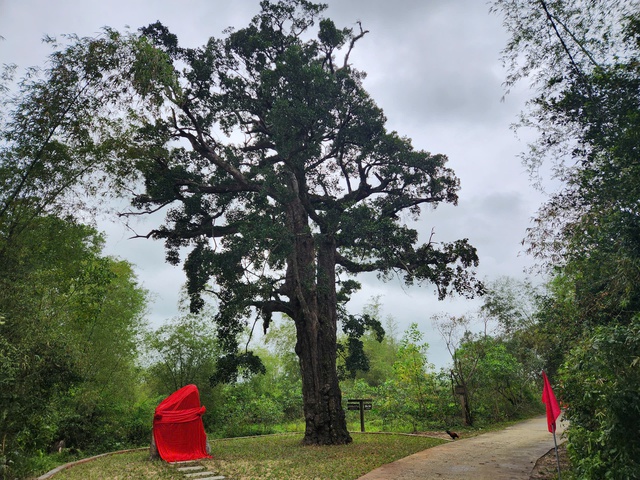 Cây rỏi mật hơn 500 tuổi ở Quảng Nam được công nhận “Cây di sản Việt Nam” - Ảnh 3. Cây rỏi mật hơn 500 tuổi ở Quảng Nam được công nhận “Cây di sản Việt Nam” - Ảnh 3.