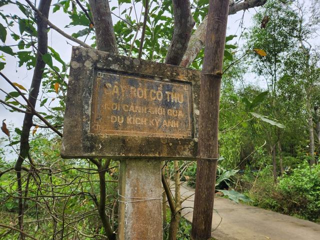 Cây rỏi mật hơn 500 tuổi ở Quảng Nam được công nhận “Cây di sản Việt Nam” - Ảnh 4. Cây rỏi mật hơn 500 tuổi ở Quảng Nam được công nhận “Cây di sản Việt Nam” - Ảnh 4.