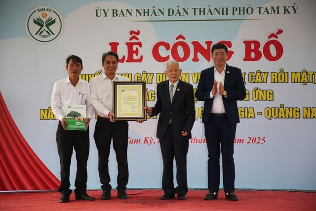 Cây rỏi mật hơn 500 tuổi ở Quảng Nam được công nhận “Cây di sản Việt Nam” - Ảnh 1. Cây rỏi mật hơn 500 tuổi ở Quảng Nam được công nhận “Cây di sản Việt Nam” - Ảnh 1.