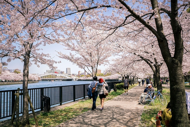 Sáu địa điểm ngắm hoa anh đào ít người biết đến ở châu Á - Thái Bình Dương - Ảnh 3. Sáu địa điểm ngắm hoa anh đào ít người biết đến ở châu Á - Thái Bình Dương - Ảnh 3.